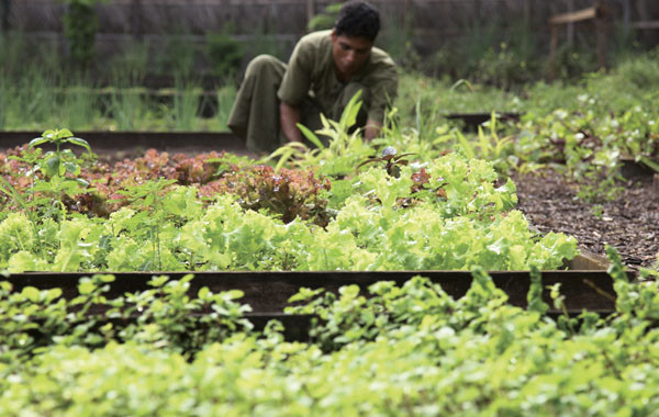 eco-garden