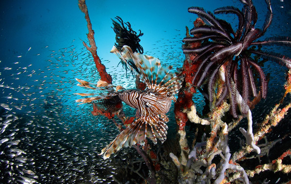 lion-fish