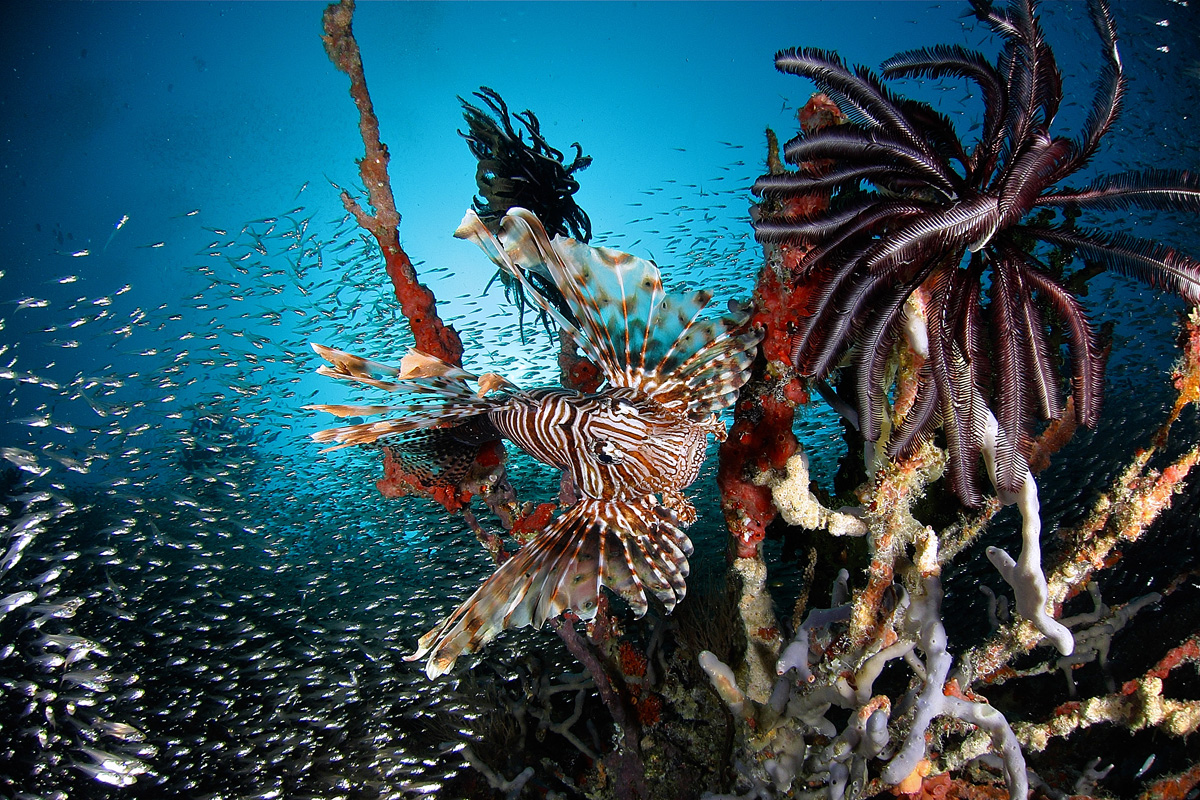 lion-fish